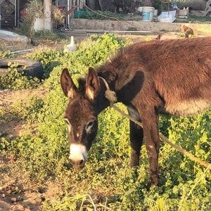 Meet your Posher, Ivan